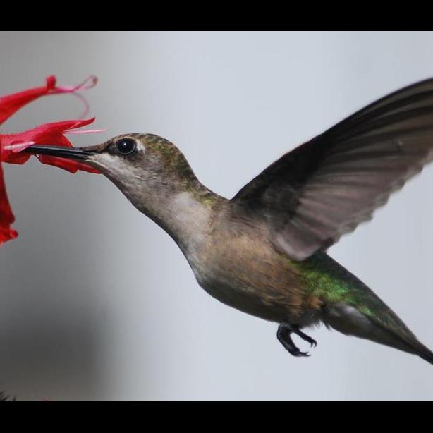 hummingbird