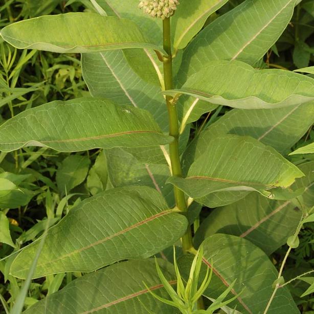 common milkweed