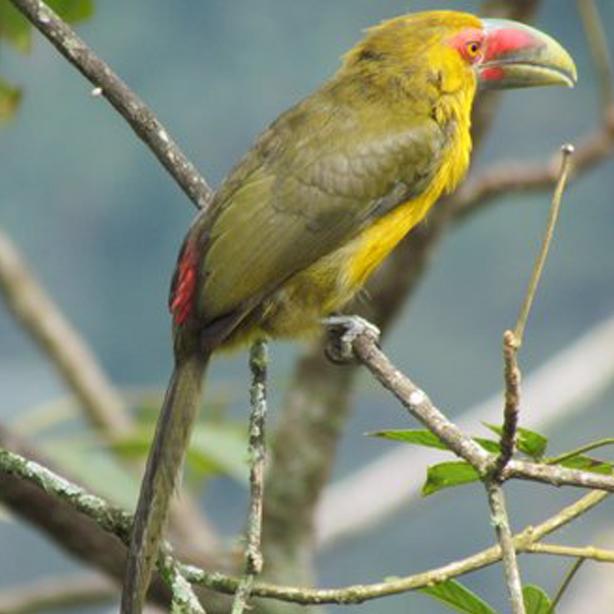 Saffron Toucanet