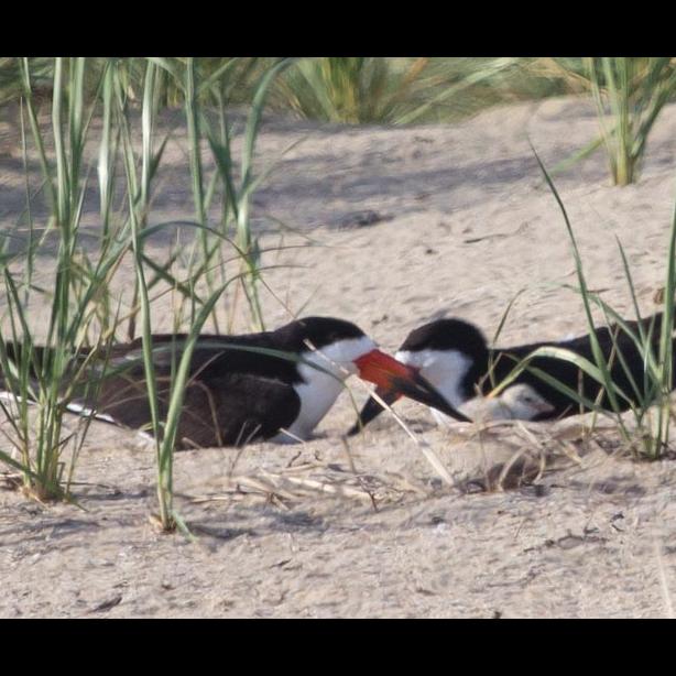 black skimmer chicks