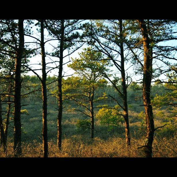 woods