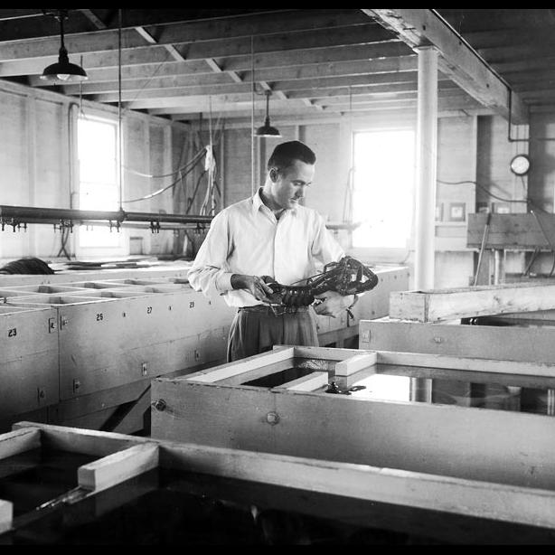 John Hughes lobster hatchery
