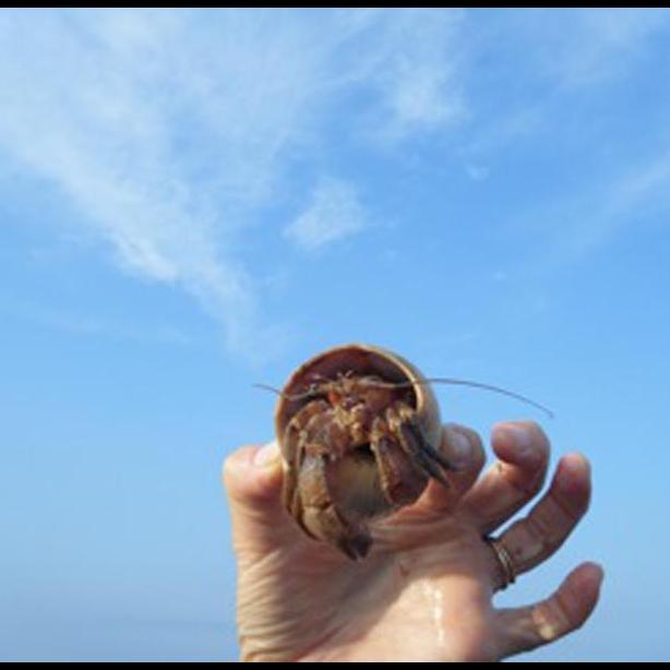hermit crab