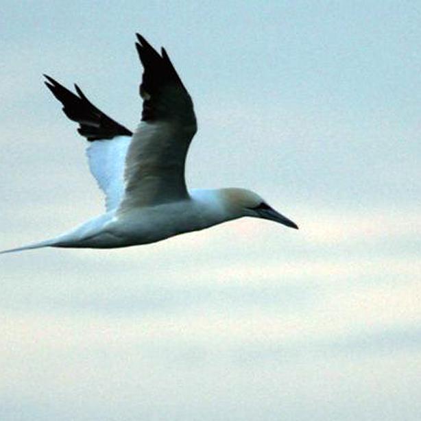 Northern Gannet