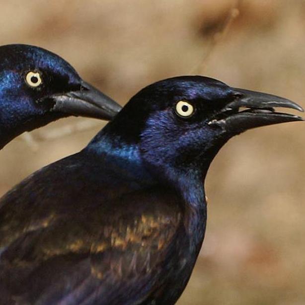 Grackles