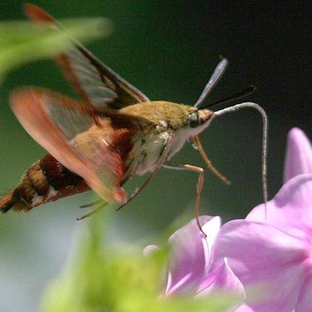 hummingbird clearwing sphinx