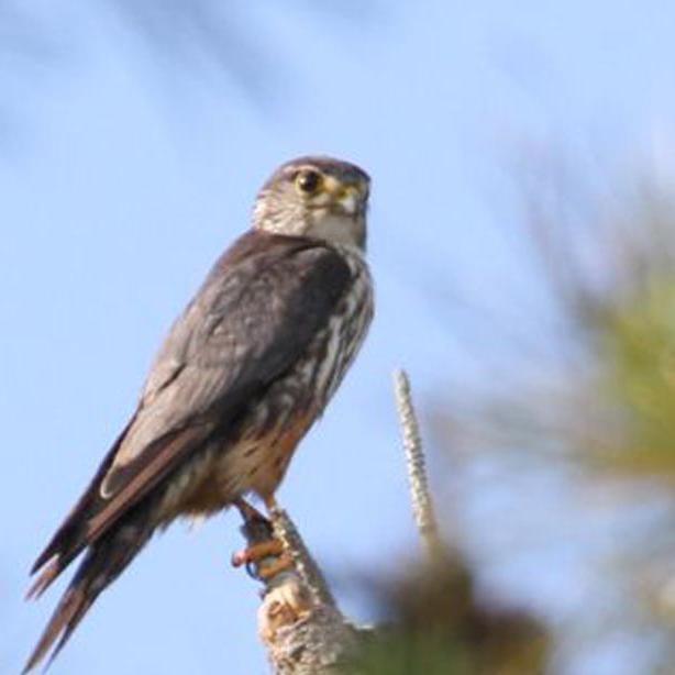 merlin