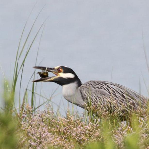 night heron