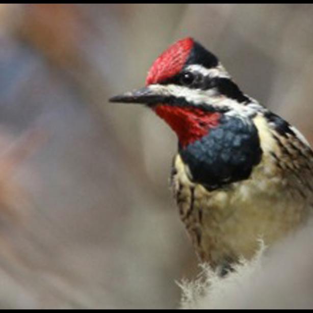 yellow-bellied sapsucker