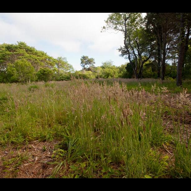 Sheriffs Meadow
