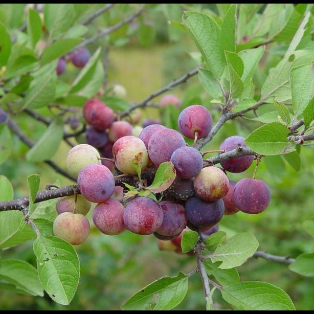 beach plum