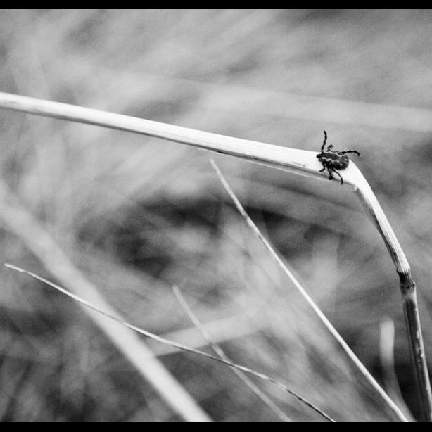 tick