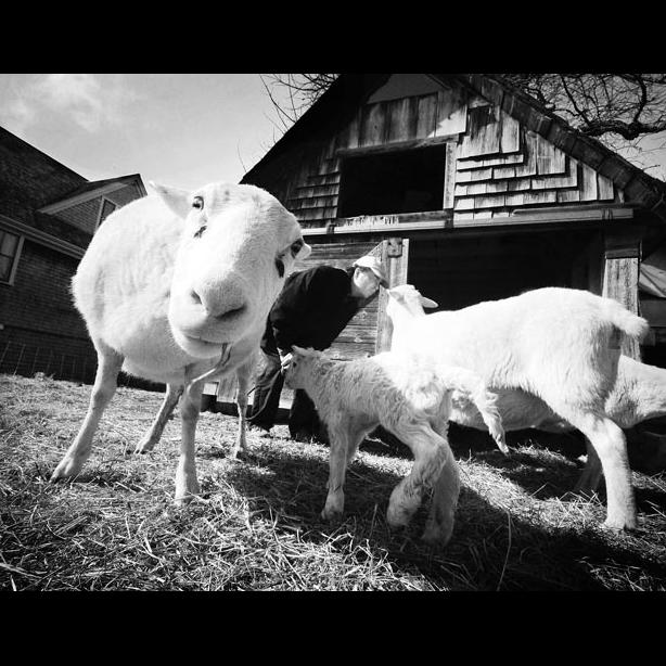 lambs