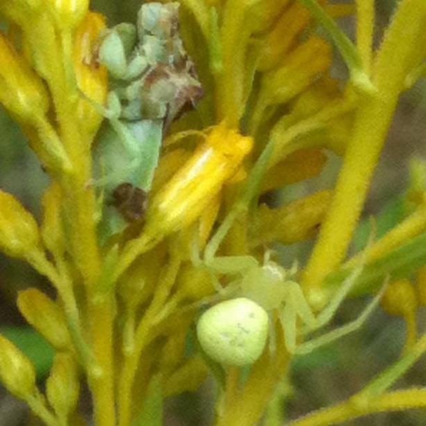 crab spider