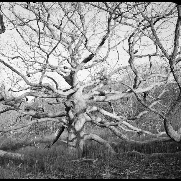 white oak