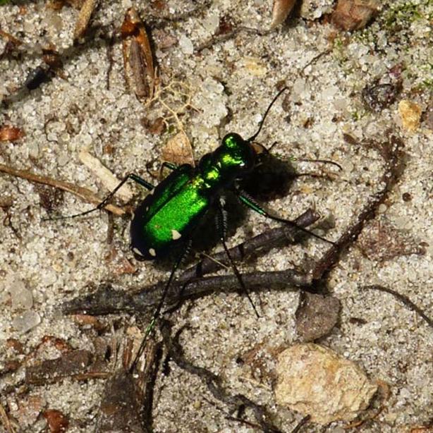 tiger Beetle sand