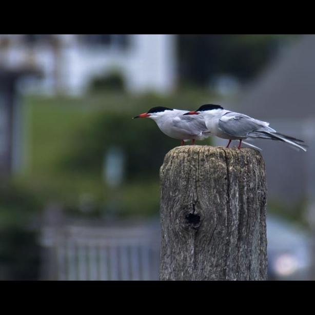terns