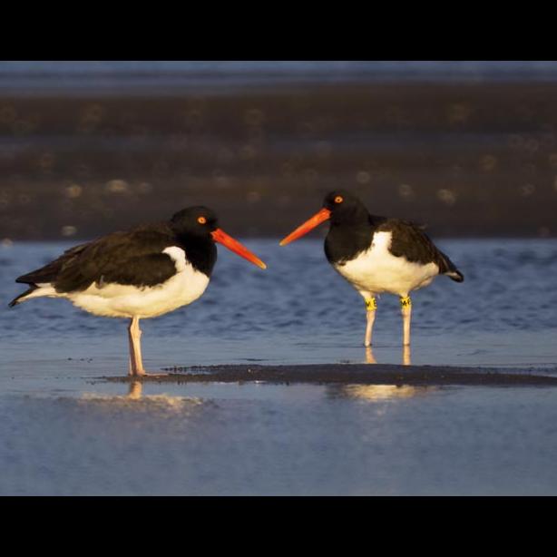 oystercatchers