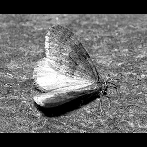 BW winter