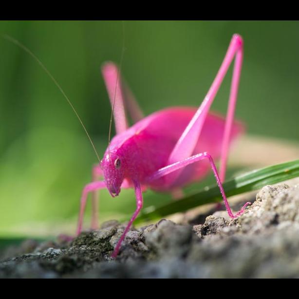 pink bug