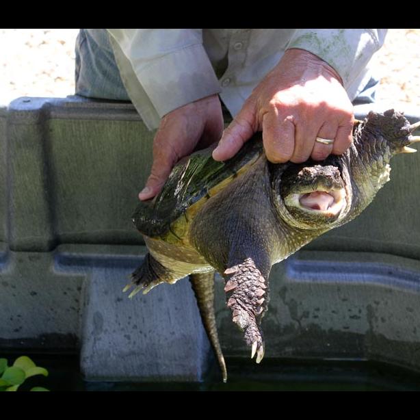Snapping turtles have retractable necks. 