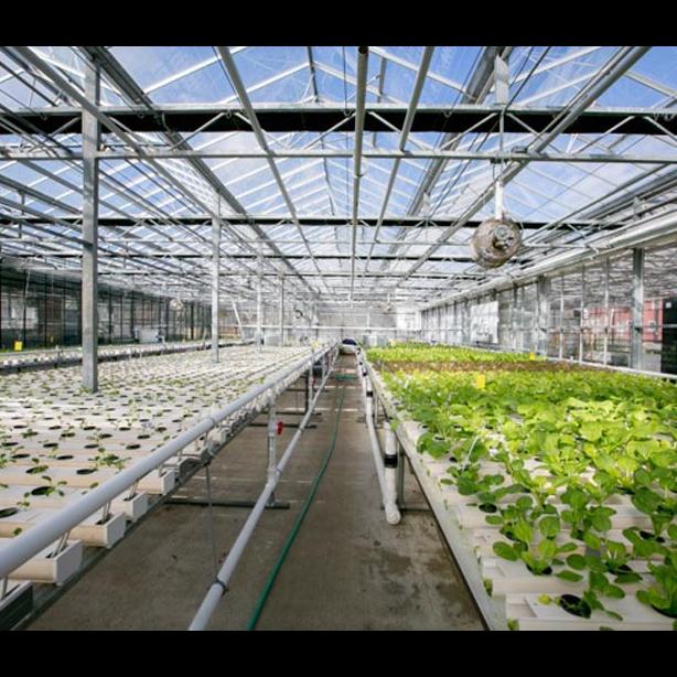 Luckily, greenhouses make a plant-based lifestyle possible all year round.