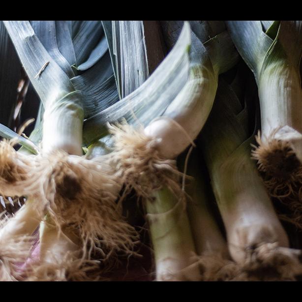 leeks in a basket, photo by Ray Ewing
