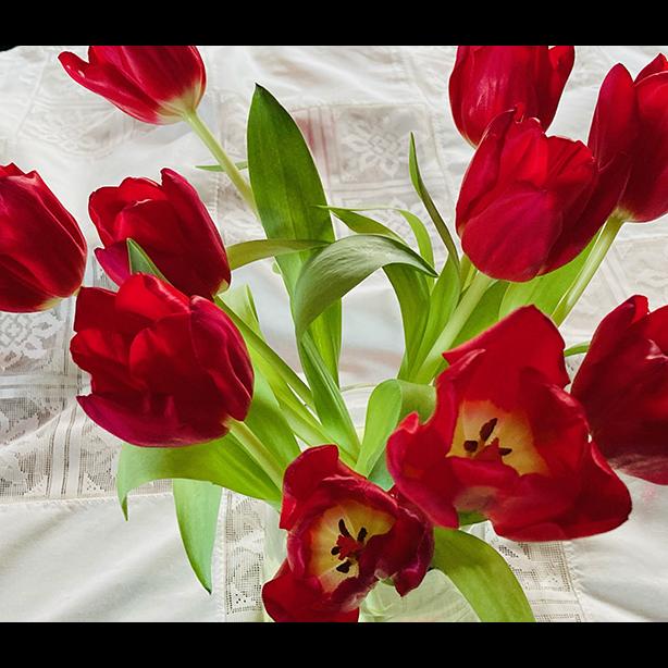 A bunch of red tulips