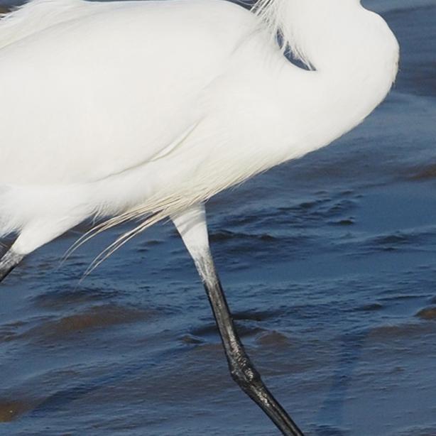 Snowy Egret 