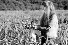 Betsy Smith cuts flowers at Thimble Farm