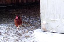 Farm Institute, Chicken, Snow