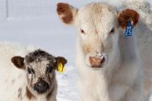 Farm Institute, Cows, Snow