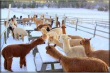 Alpacas, Oak Bluffs, Snow