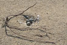 American oystercatcher nest 