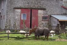 Horse and sheep on a rainy day at West Tisbury farm. 