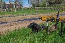 Black labrador named Zoe at Tea Lane Farm