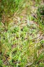 A Slender Ladies' Tresses orchid (Spiranthes lacera).