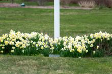 Slough Farm has many pale daffodils.