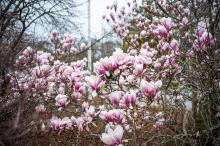Magnolia petals adorn the yard of the West Tisbury Town Hall.