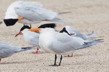 Royal terns with common terns.