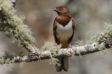 Eastern Towhee.