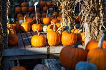 The front yard at the farm stand is an orange wonderland.