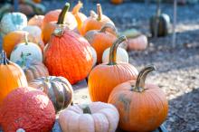 Different varietals and decorative gourds are available as well.