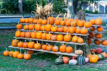 Overflowing with pumpkins.