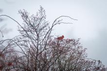 A northern cardinal near Tisbury Great Pond.