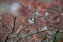 Black-capped chickadee in West Tisbury.