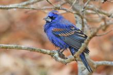Blue grosbeak.