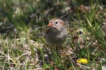 Field sparrow.