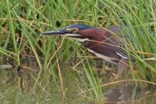 Green heron.
