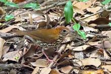 Wood thrush.